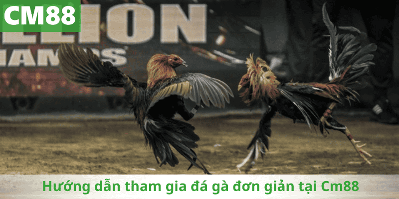 Hướng dẫn tham gia đá gà đơn giản tại Cm88